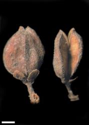 Veronica glaucophylla. Capsules. Scale = 1 mm.
 Image: W.M. Malcolm © Te Papa CC-BY-NC 3.0 NZ